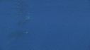 BALEINE, BALEINEAU