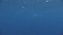 BALEINE A BOSSE