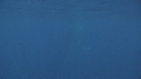 BALEINE A BOSSE