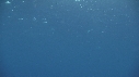 RAIE MANTA