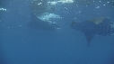 RAIE MANTA