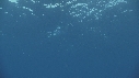 RAIE MANTA