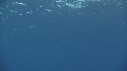 RAIE MANTA