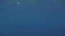 RAIE MANTA