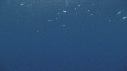 RAIE MANTA