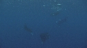 RAIE MANTA