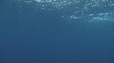RAIE MANTA