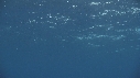 RAIE MANTA