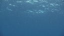 RAIE MANTA