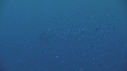 RAIE MANTA, POISSONS