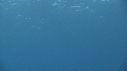 RAIE MANTA
