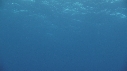 RAIE MANTA, POISSONS