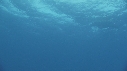 RAIE MANTA, POISSONS