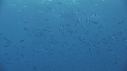 RAIE MANTA, POISSONS