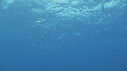 RAIE MANTA, POISSONS