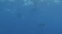 RAIE MANTA
