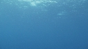 RAIE MANTA