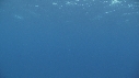 RAIE MANTA