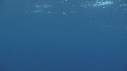 RAIE MANTA