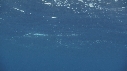 RAIE MANTA