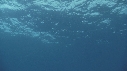 RAIE MANTA