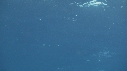 RAIE MANTA