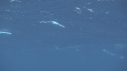 RAIE MANTA