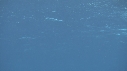 RAIE MANTA