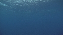 RAIE MANTA, POISSONS
