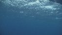 RAIE MANTA