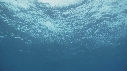 RAIE MANTA