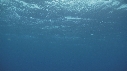 RAIE MANTA