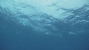 RAIE MANTA