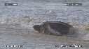 TORTUE LUTH