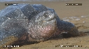 TORTUE LUTH