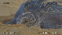 TORTUE LUTH