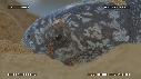TORTUE LUTH