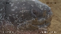 TORTUE LUTH