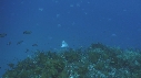 BUMPHEAD, MEDUSES