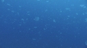 MEDUSES