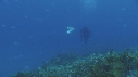 BUMPHEAD, MEDUSES, PLONGEUR