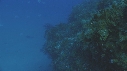 BUMPHEAD, MEDUSES BRUNES