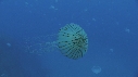 MEDUSE BRUNE