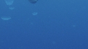 MALES BUMPHEAD, MEDUSES