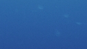 MALES BUMPHEAD, MEDUSES