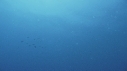SQUID