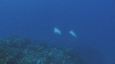 MALES BUMPHEAD, MEDUSES