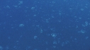 BUMPHEAD, MEDUSES