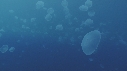 MEDUSES