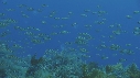 ROCKFISH